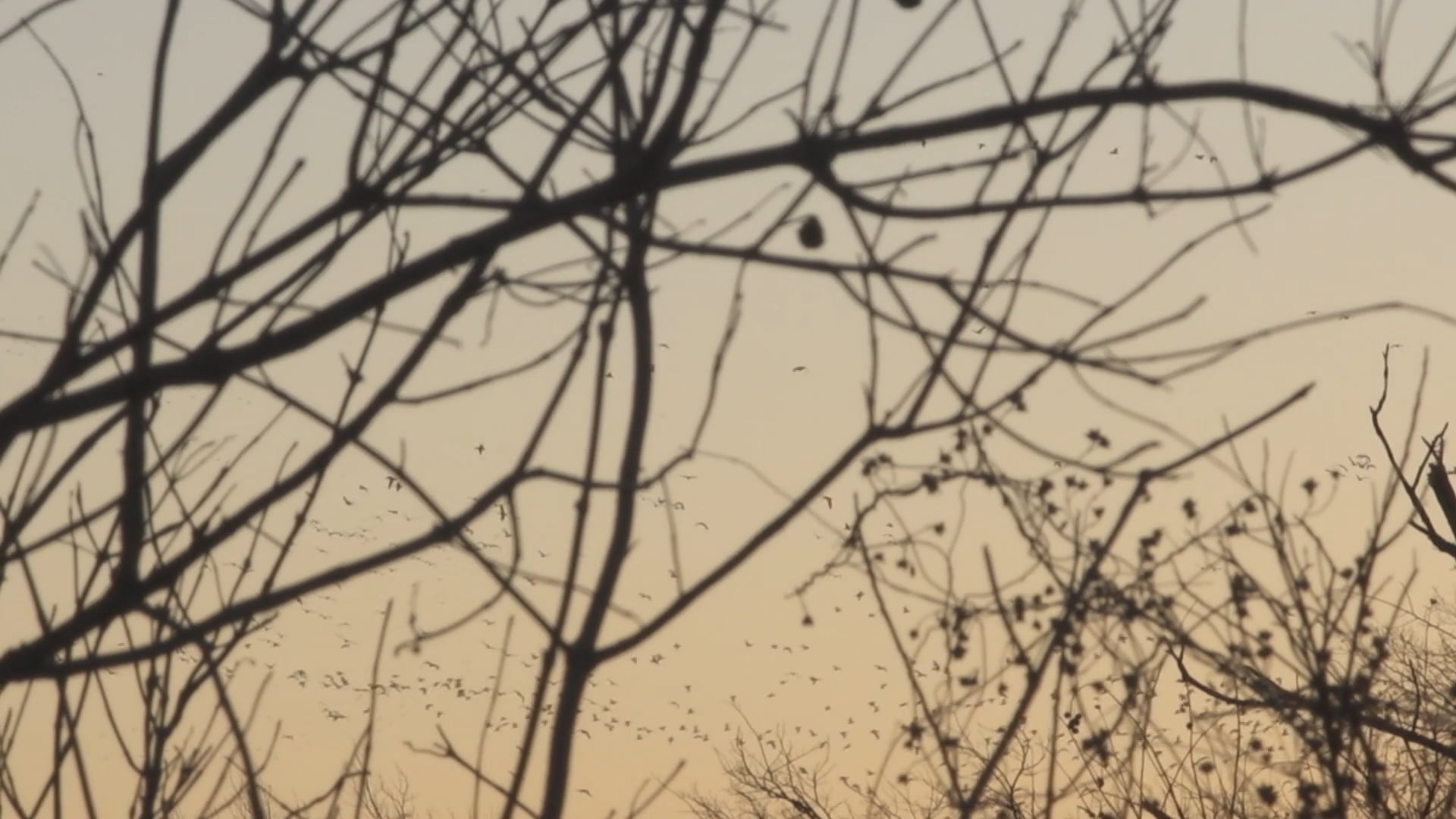 Texas Freeze  • DU TV