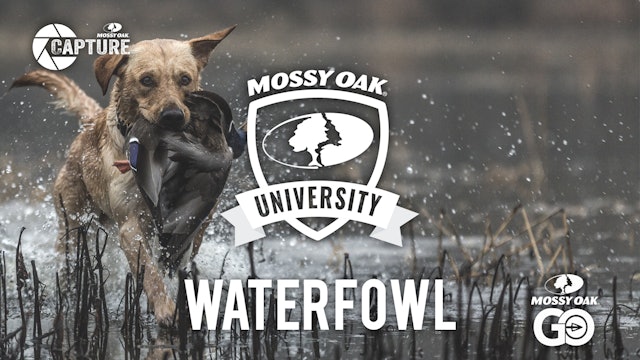 Waterfowl • Mossy Oak University