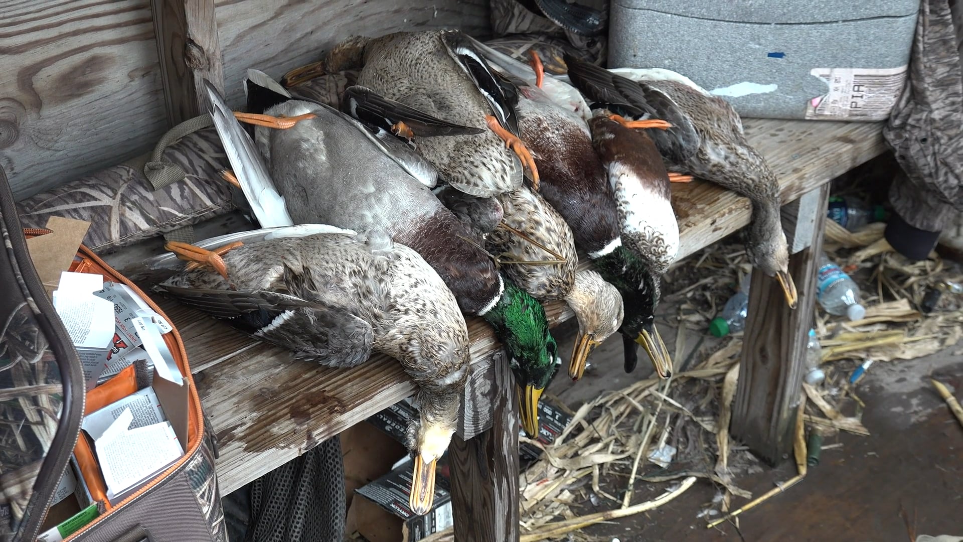 Duck Meat • Tim Wells