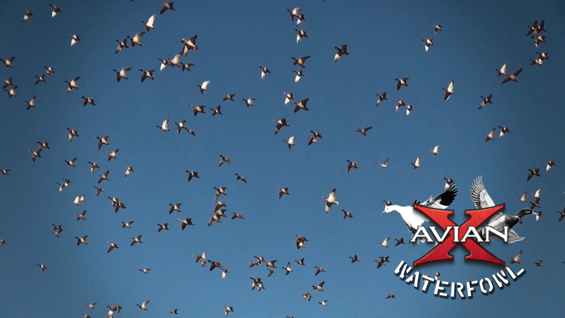 Kansas • Avian X Waterfowl