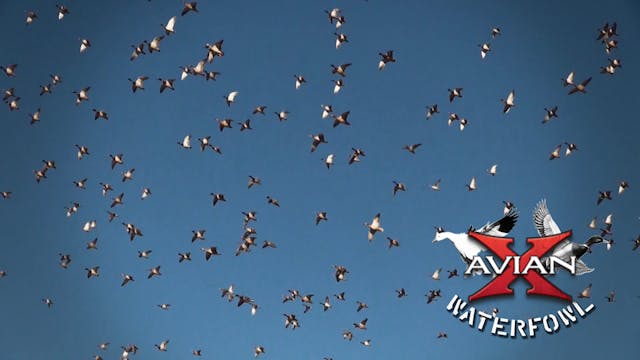 Kansas • Avian X Waterfowl
