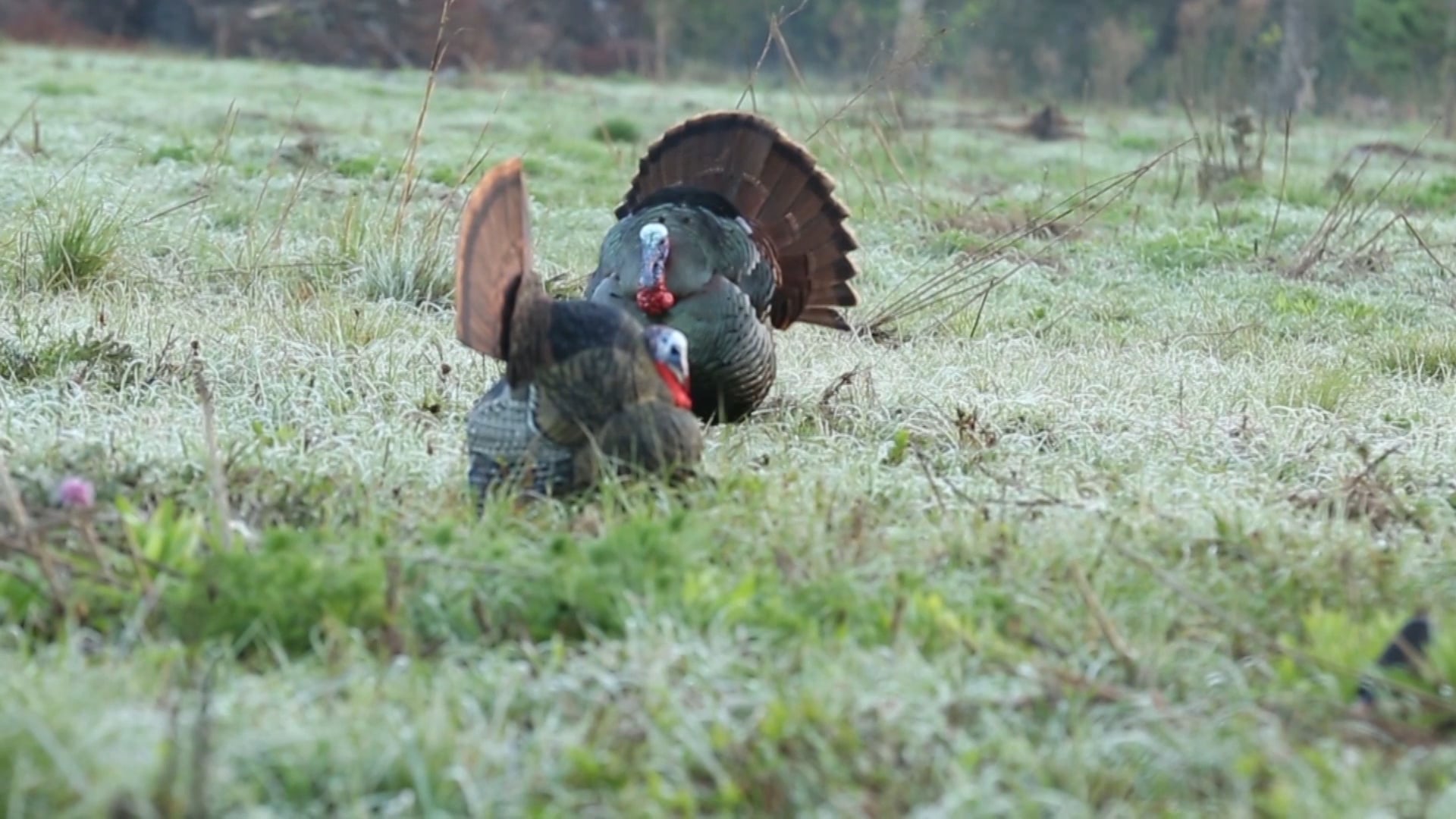 Opening Day Osceola • Avian X