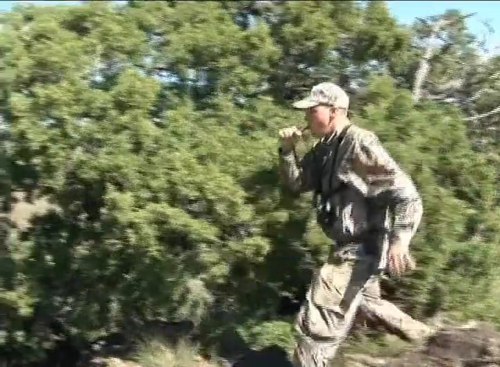 Crossed Ts • Bull Elk in Utah