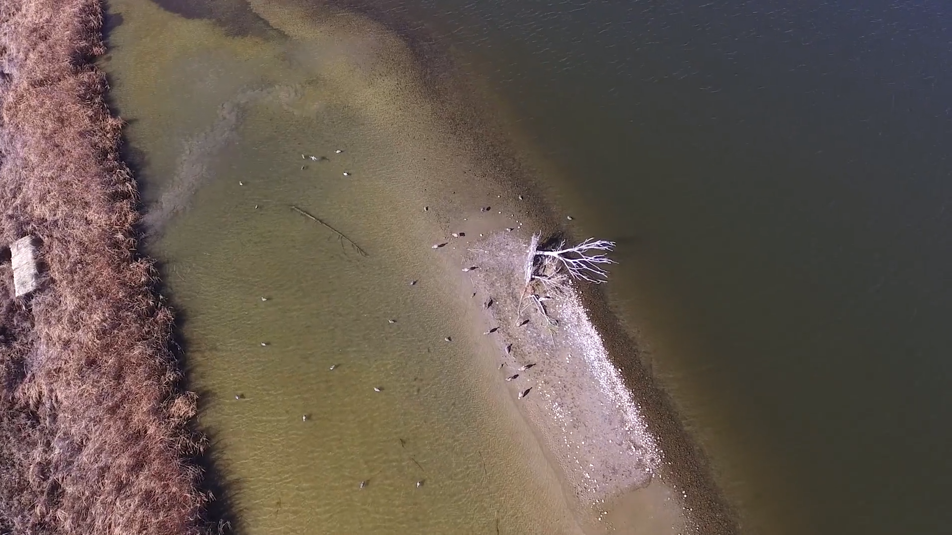 Rocky Mountain Waterfowl • DU TV