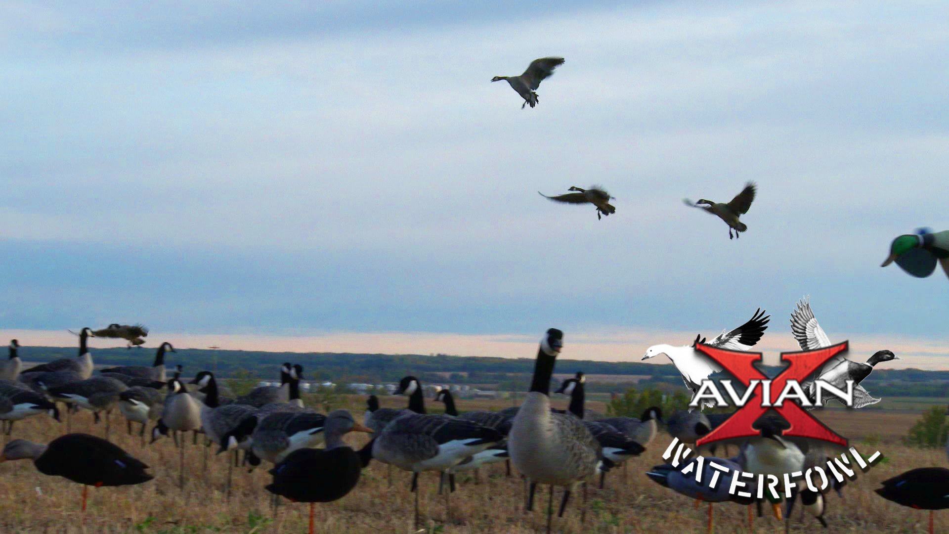 Ranchland • Avian X Waterfowl