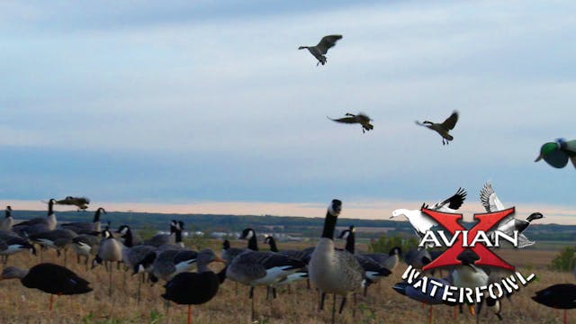 Ranchland • Avian X Waterfowl