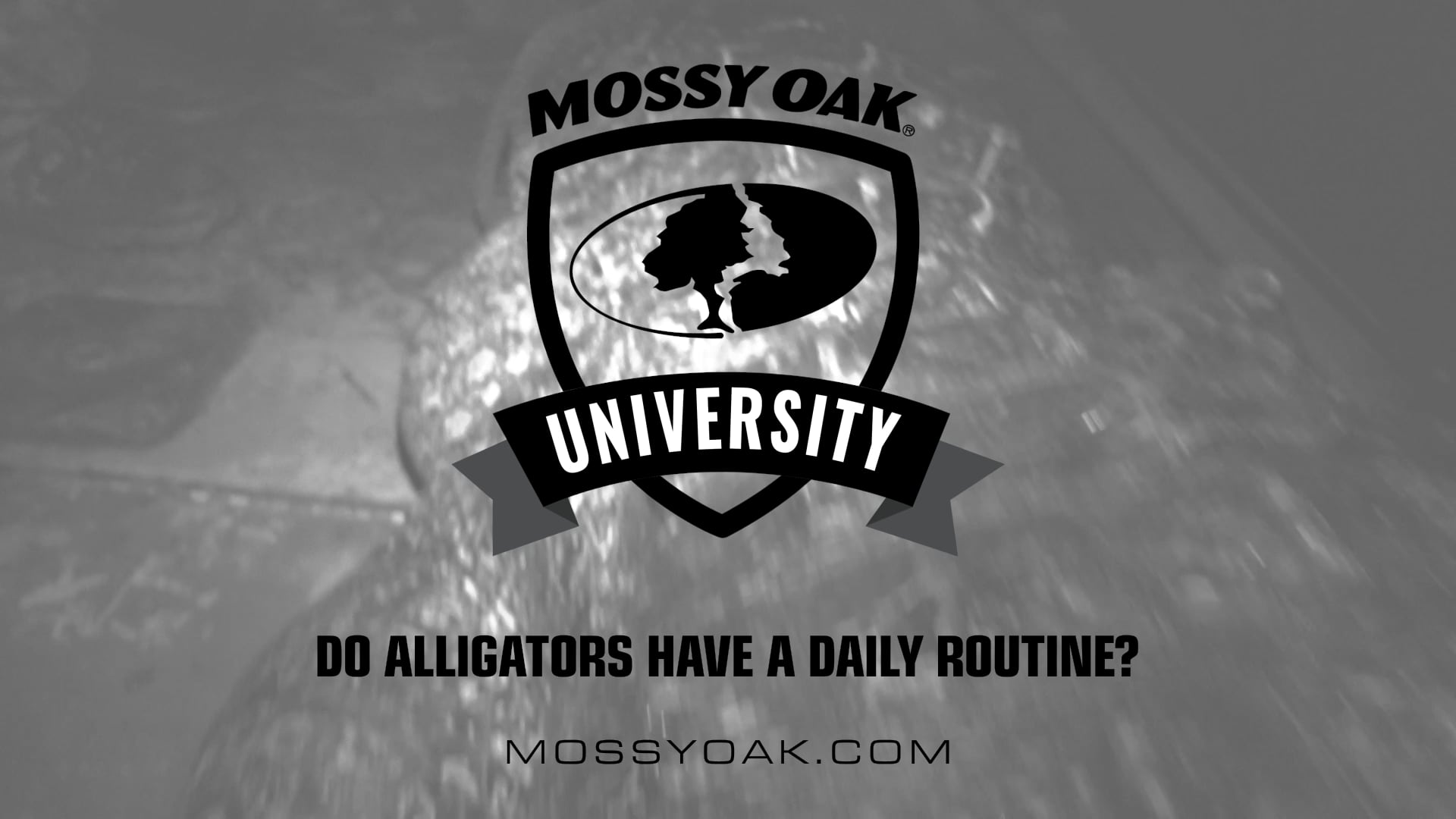Do Alligators Have a Daily Routine • Mossy Oak University