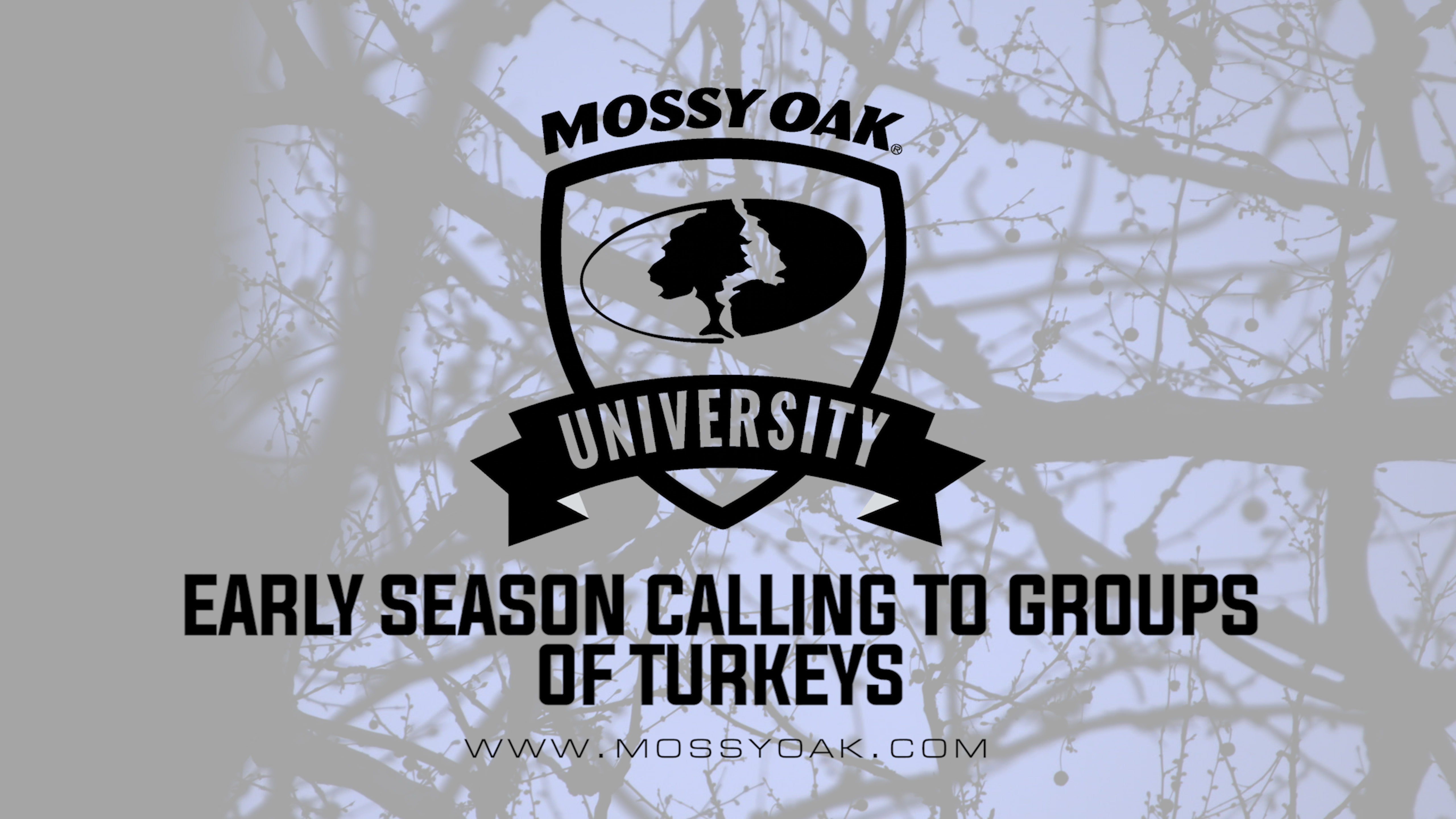Calling to Groups of Turkeys in the Early Season-