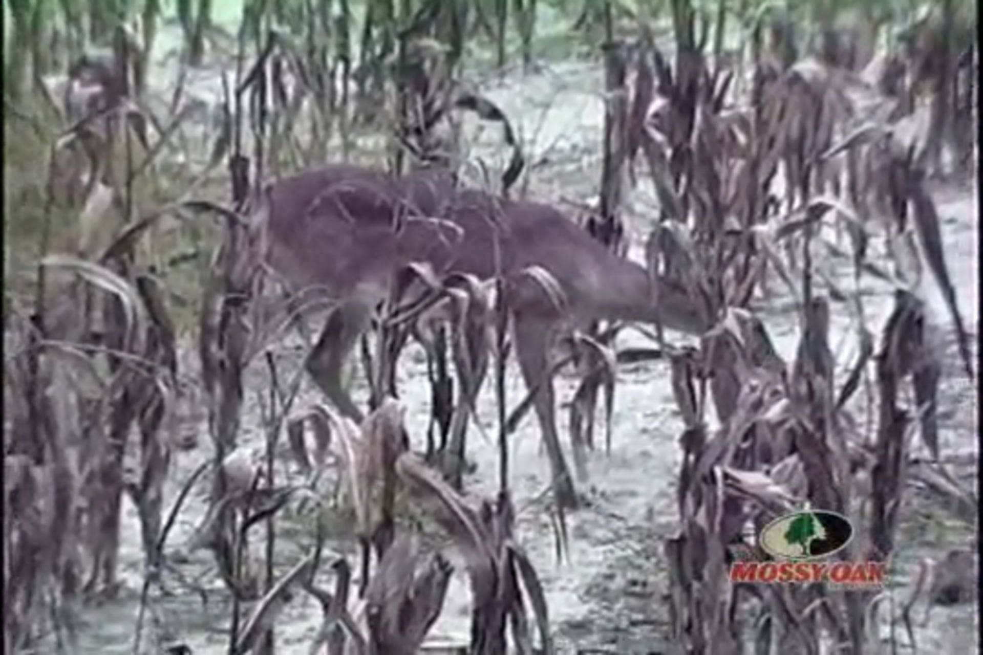 Archery Anguish • What Can Go Wrong with a Bow