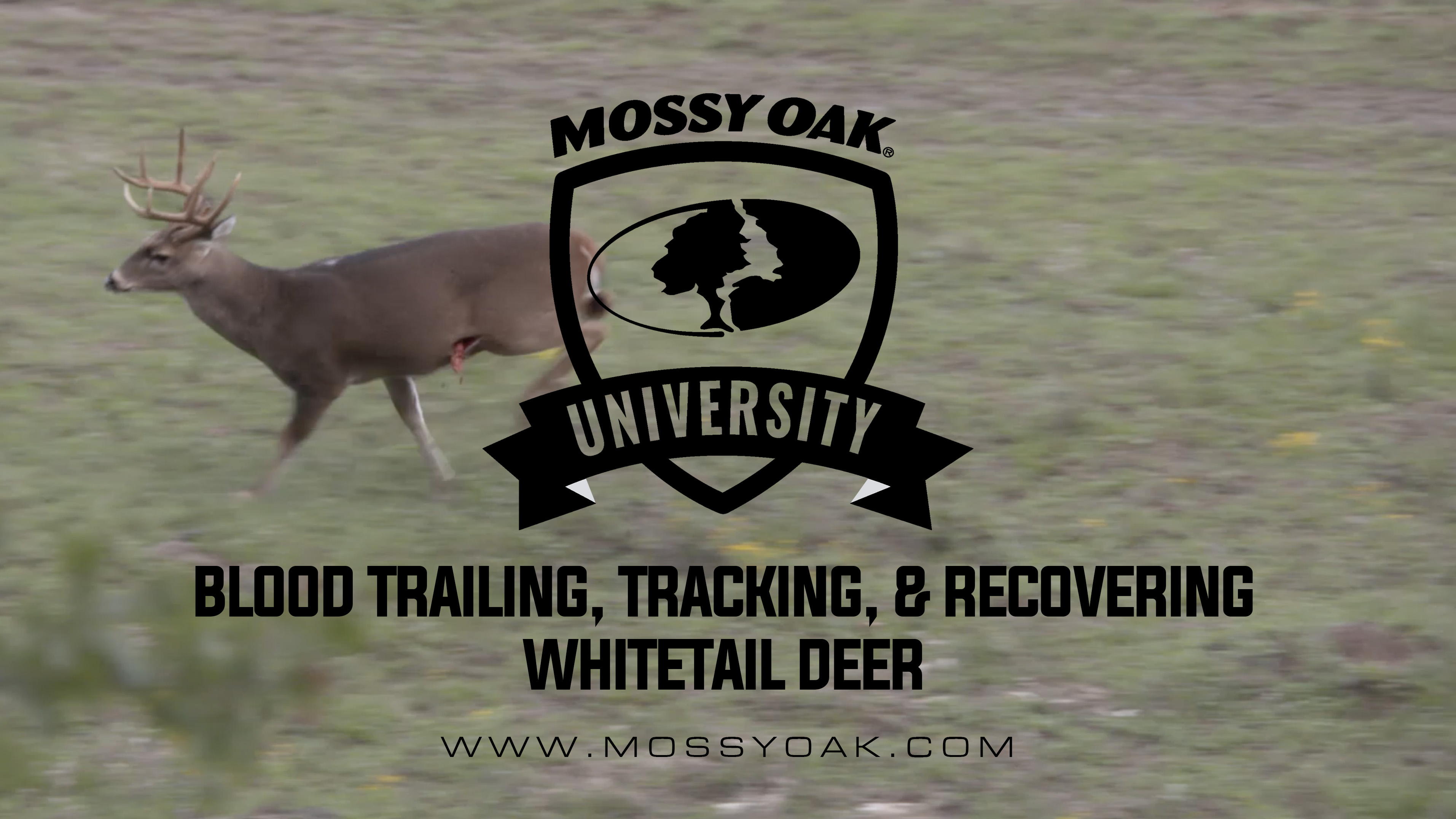 Blood Trailing, Tracking, and Recovering a Whitetail Deer