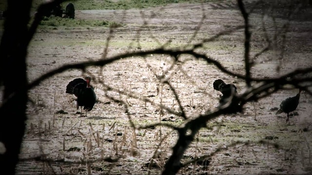 The Last Week • Turkey Hunting in Maine and Kansas
