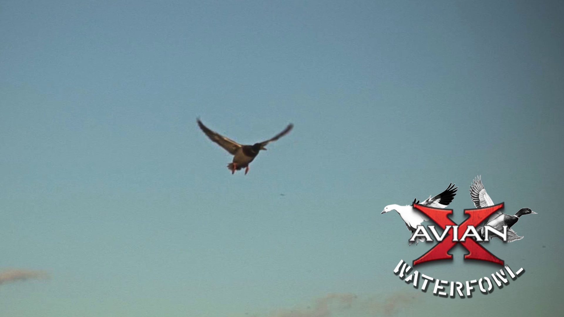 Family Traditions • Avian X Waterfowl