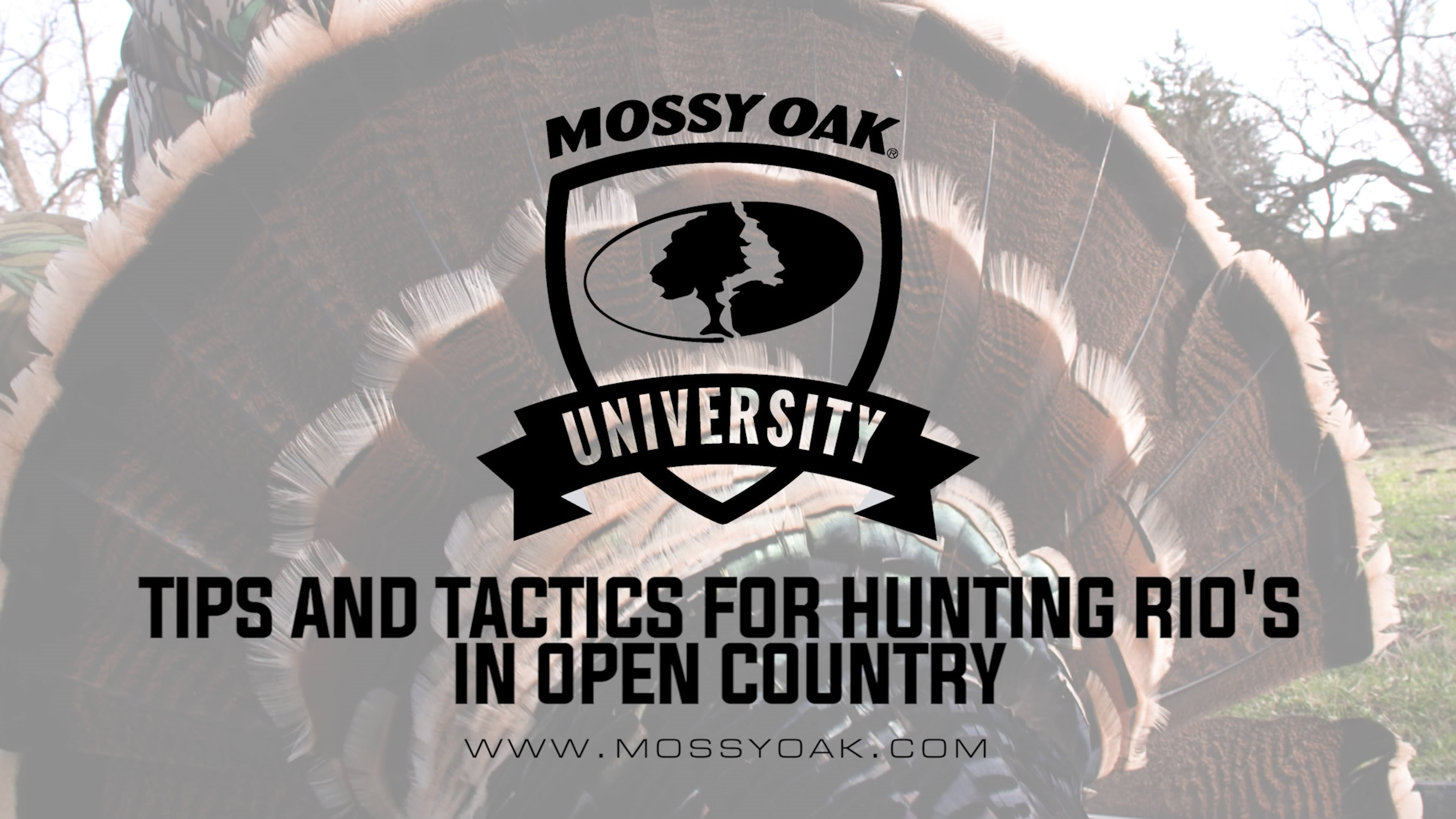 Tips and Tactics For Hunting Rios in Open Country