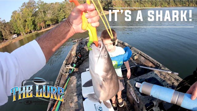 It's a Shark! • The Lure