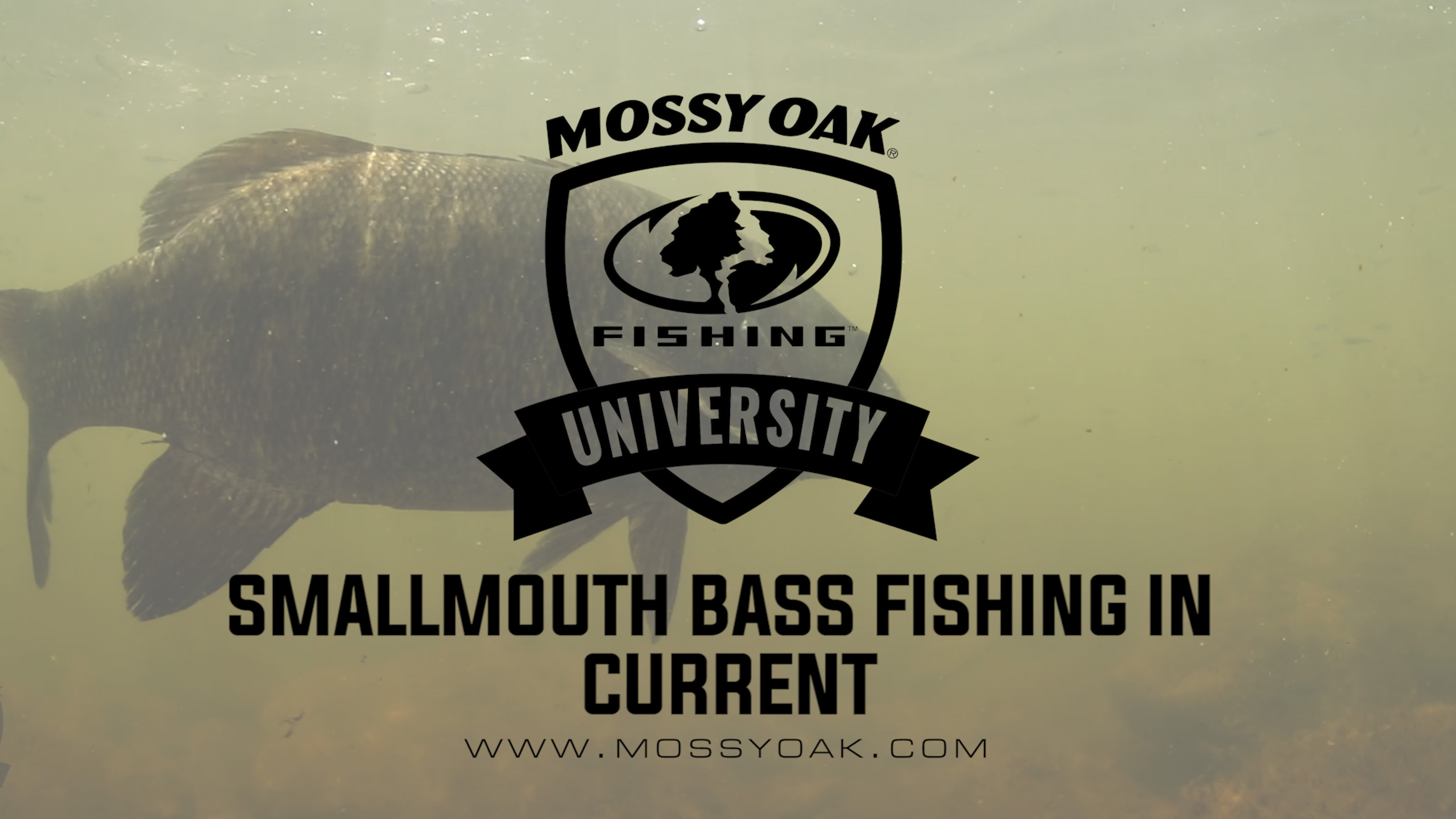 Small River Smallmouth Bass • How To Fish A Current And Why