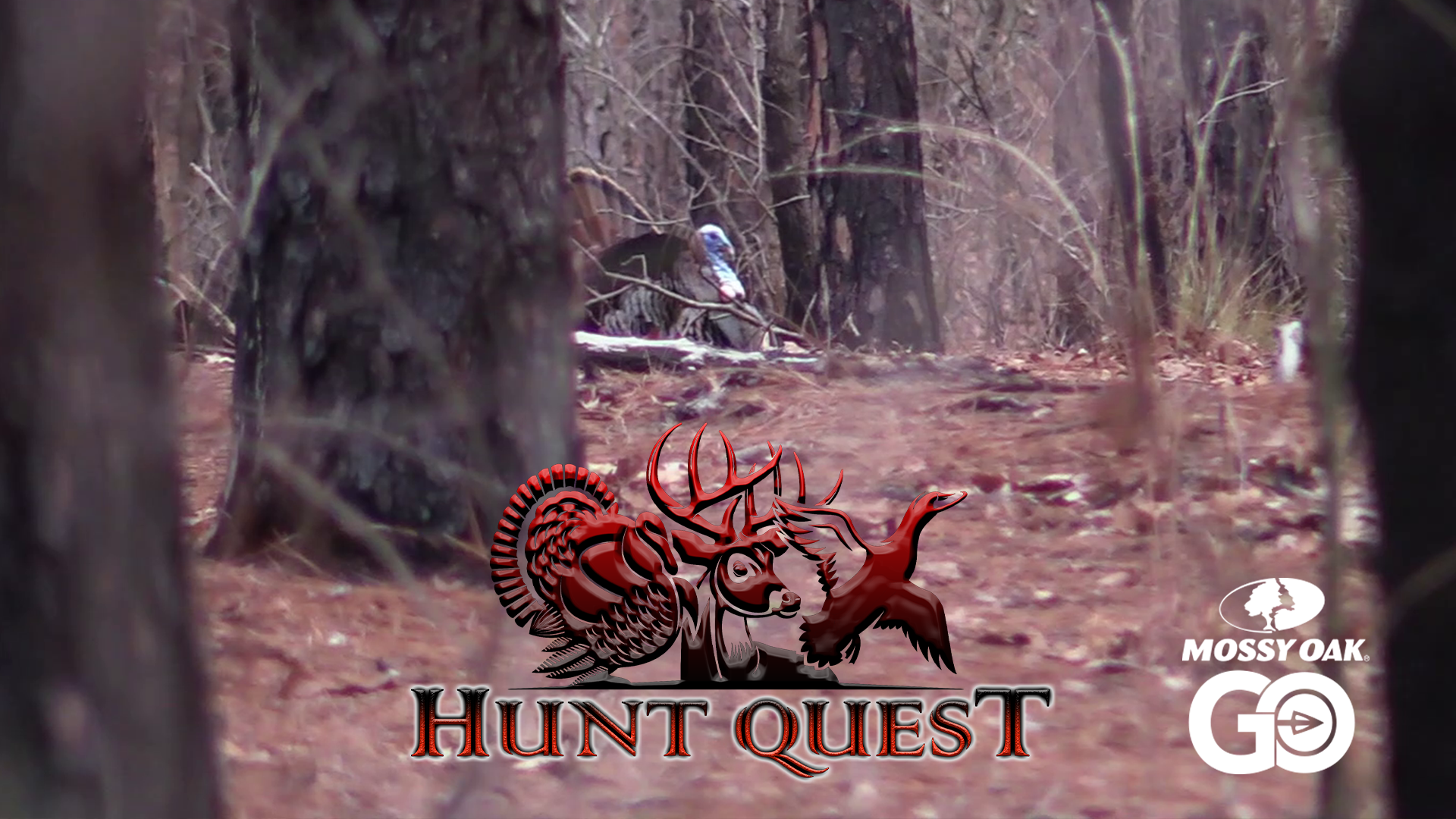 Last Day in South Carolina-Pine Woods Public land gobblers-Part 3 • Hunt Quest