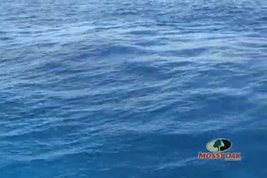 The Islamorada Sailifish Tournament Part 2