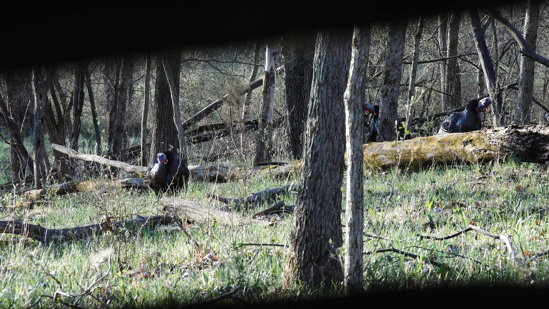 Turkey - Coyote • Tim Wells