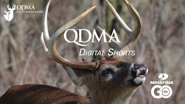 QDMA数字短裤