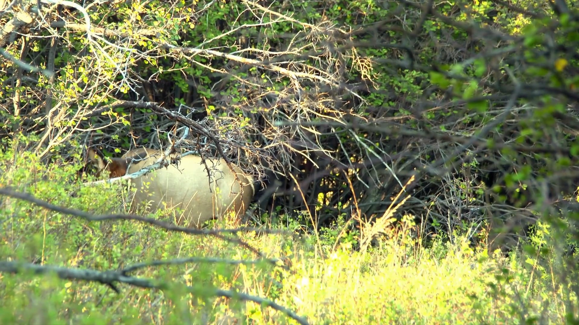 Made in America, Part 1 • Leupold and Bull Elk