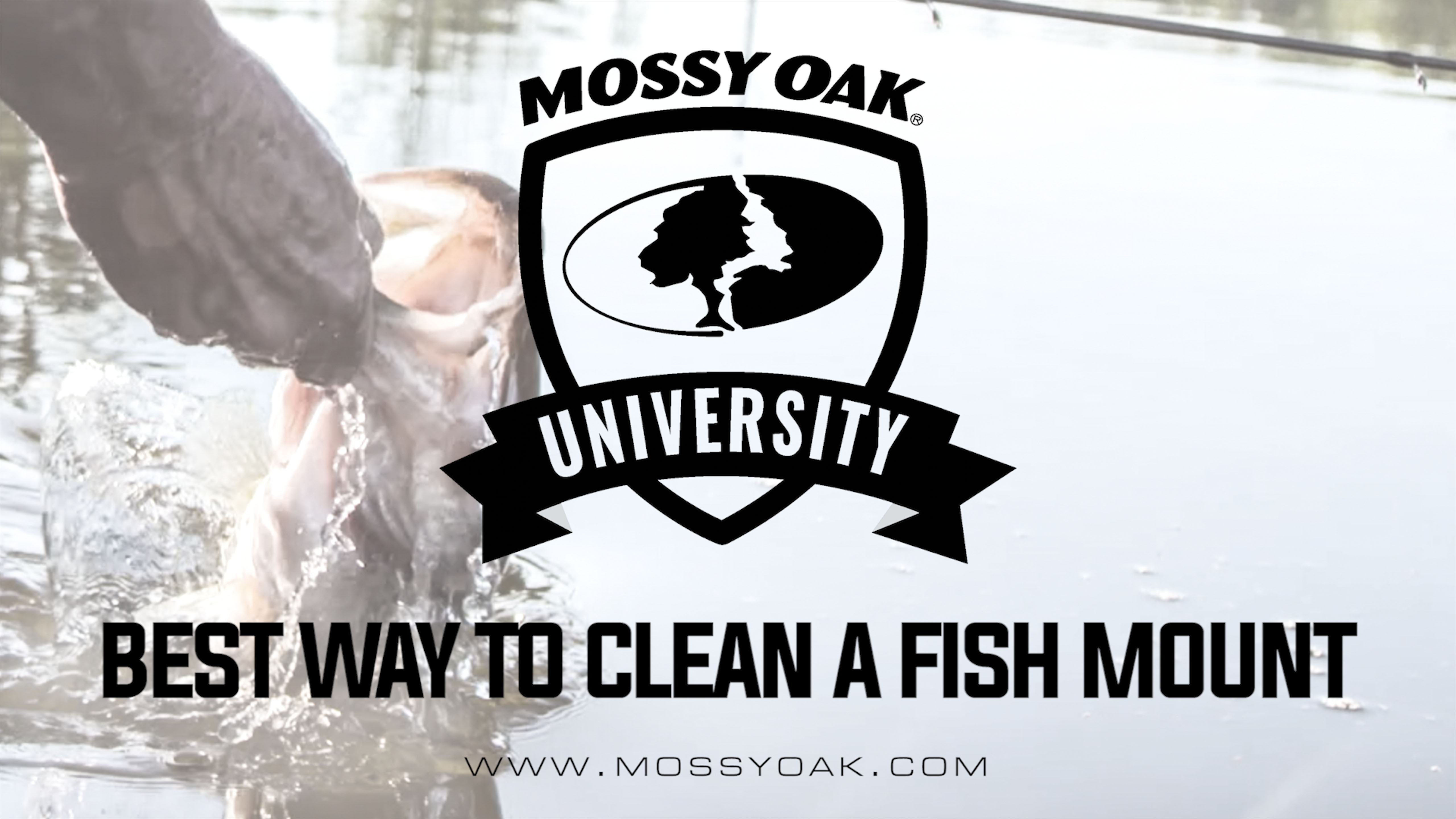 Best Way to Clean a Fish Mount