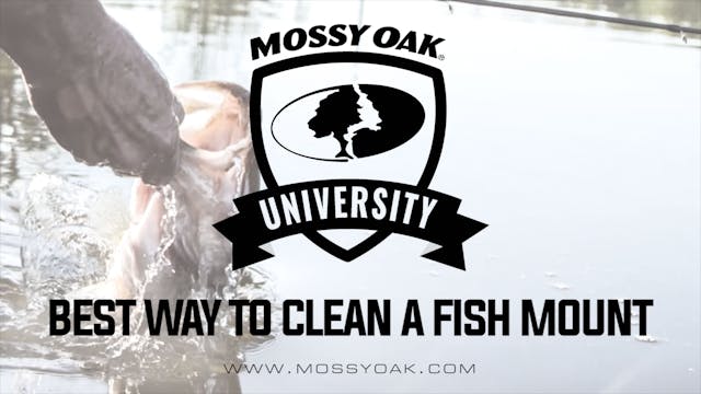 Best Way to Clean a Fish Mount