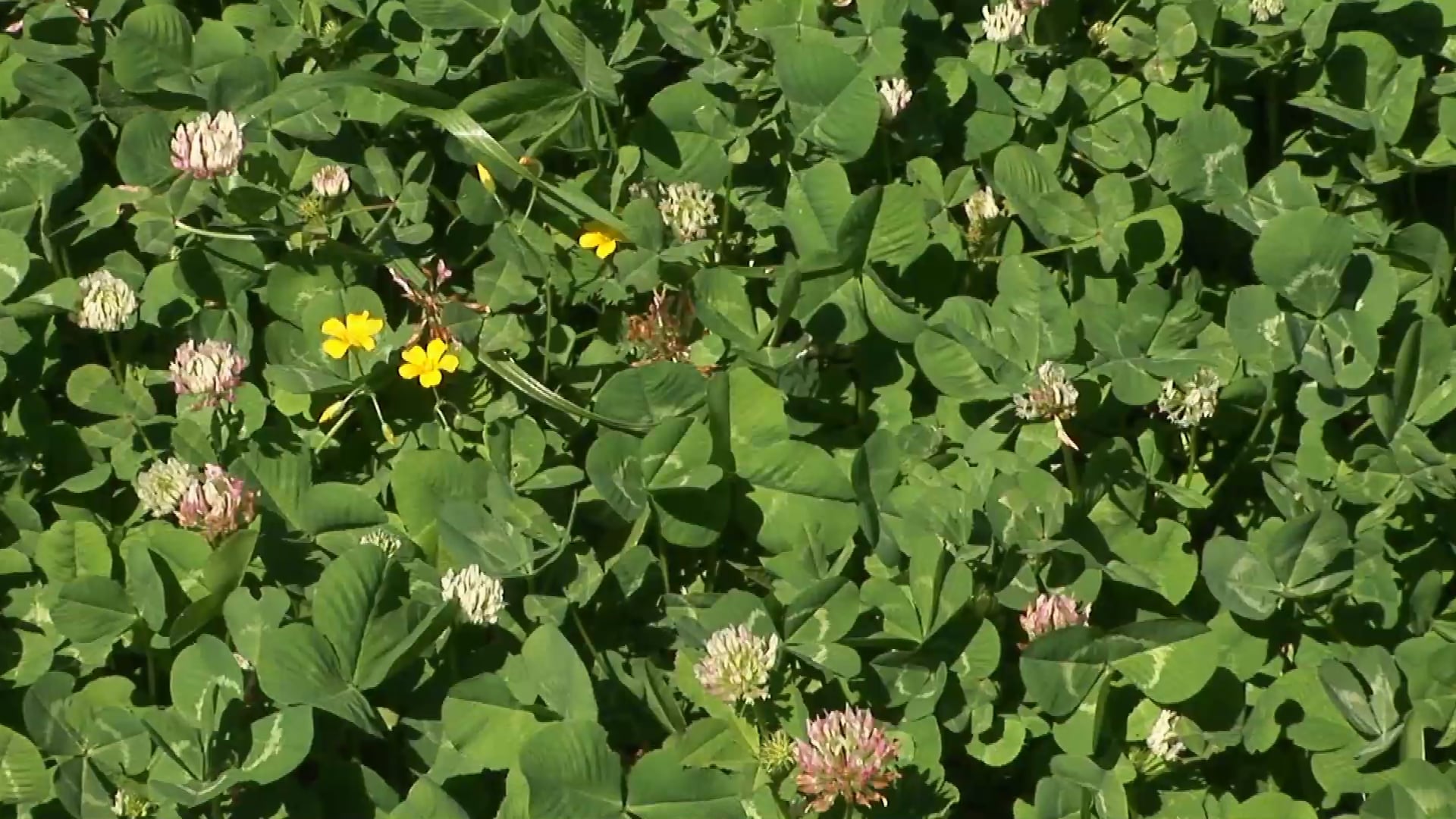 Big On BioLogic • Talking Food Plots with Mossy Oak BioLogic's Austin Delano