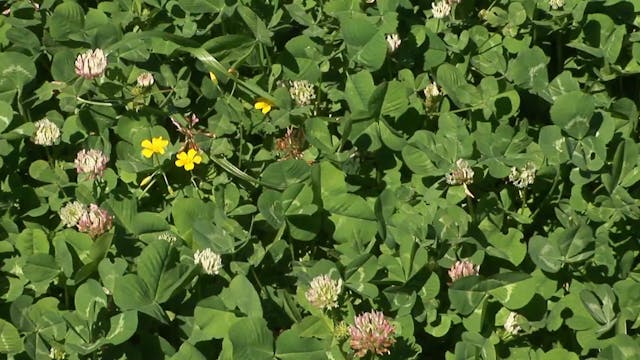 Big On BioLogic • Talking Food Plots ...