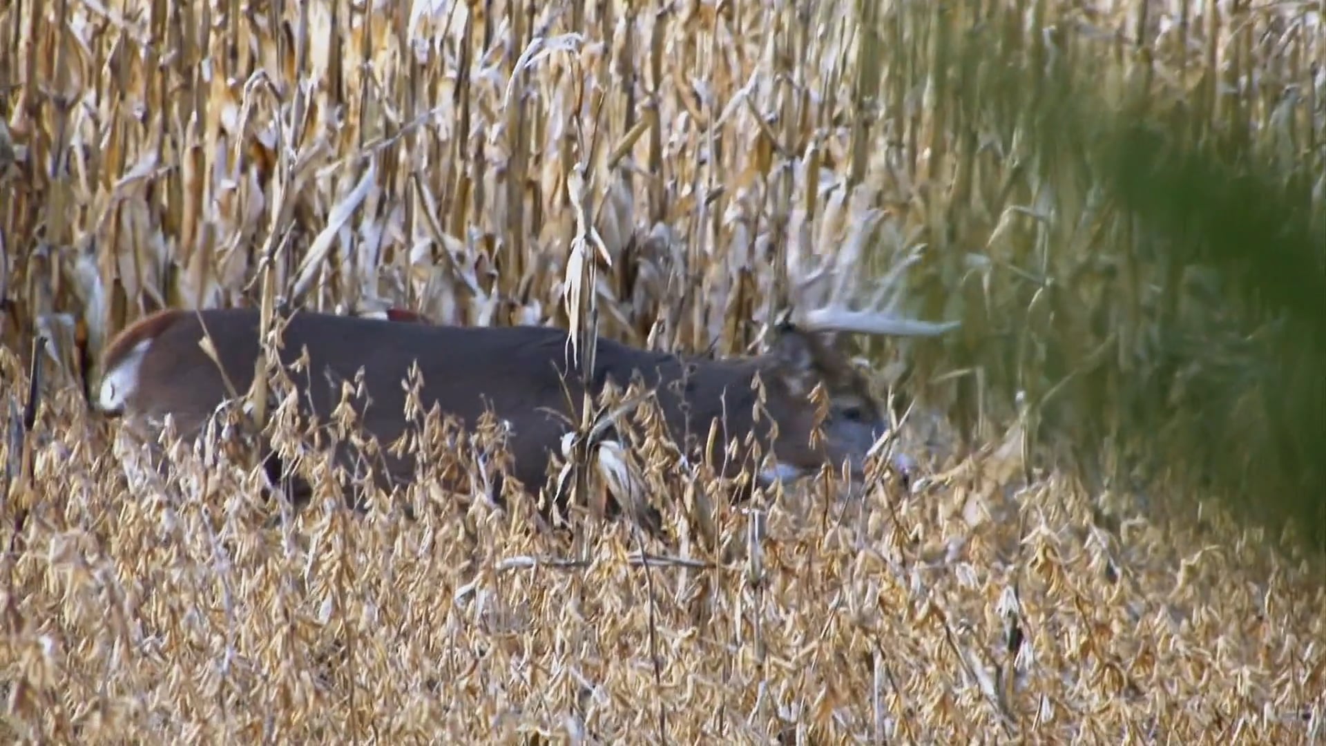 20 Points and 200 Inches • NBK Episode 13 S6