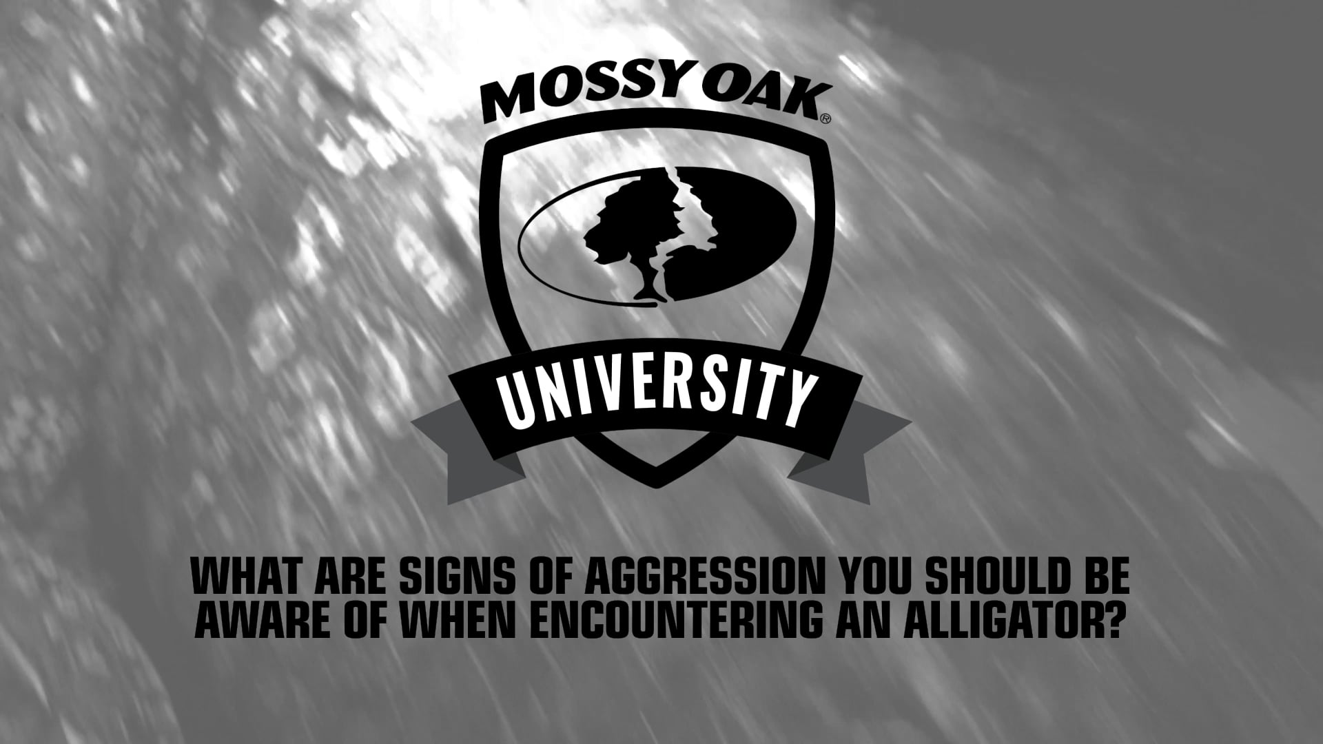 Signs of Aggression in an Alligator • Mossy Oak University