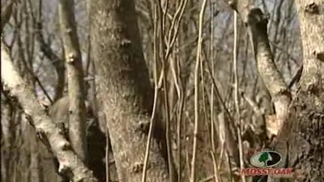 Turkey Schooling • Hunts Featured in ...