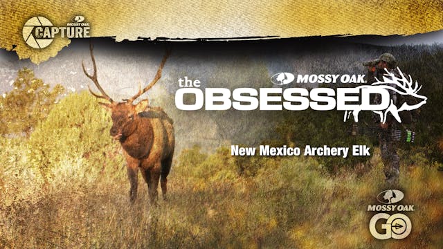 The Obsessed • New Mexico Elk