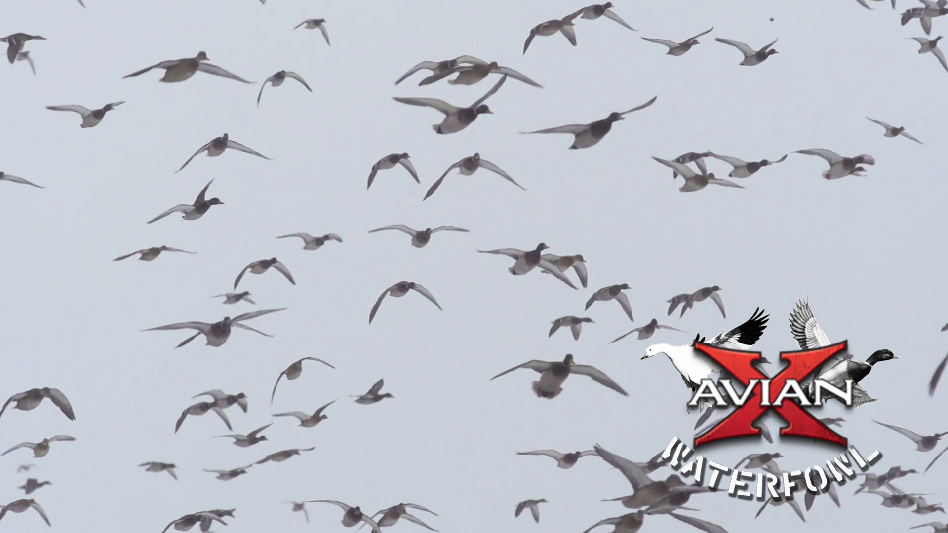 Running Cold • Avian X Waterfowl