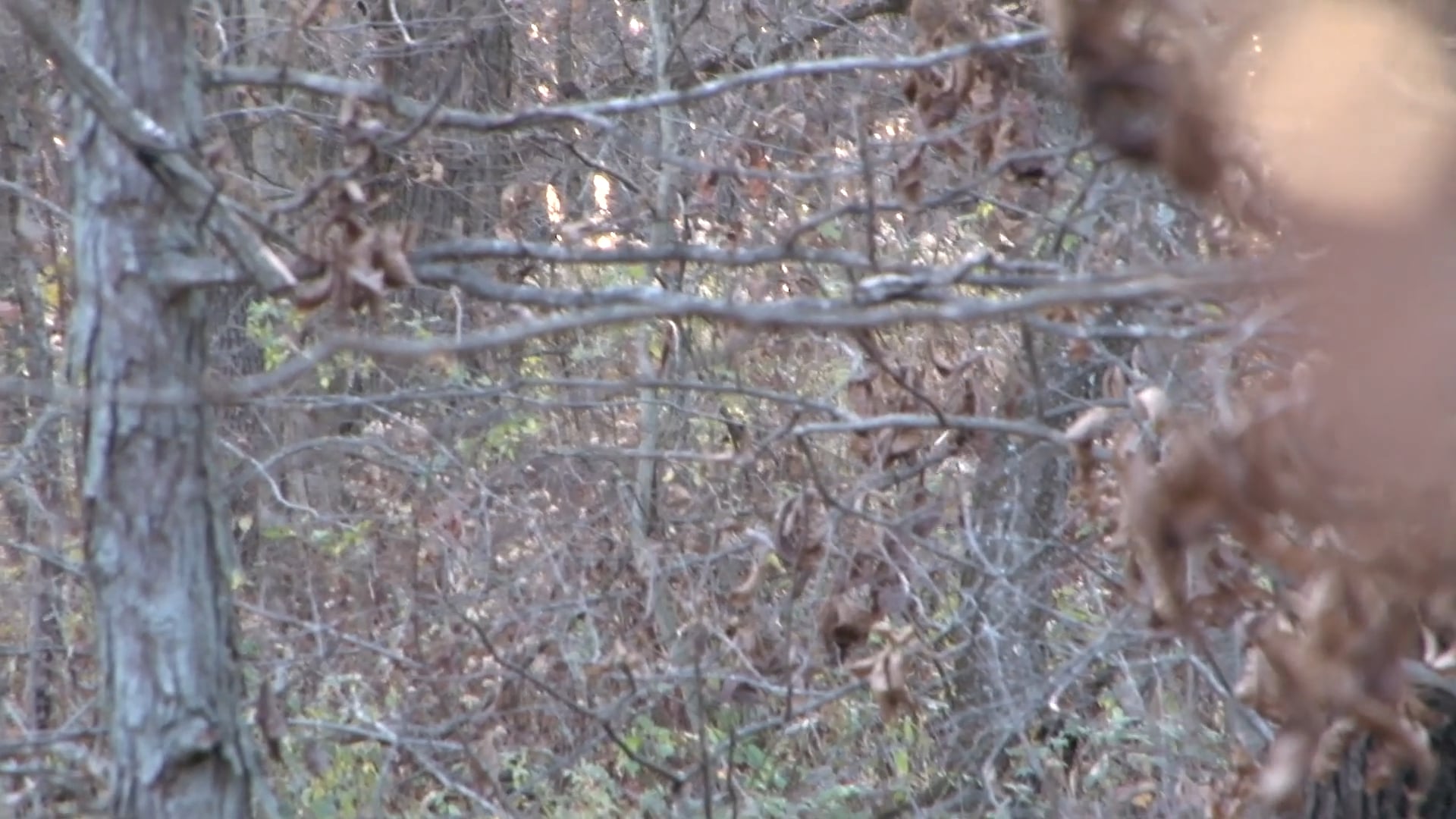 The Patience of a Spider • NBK Episode 1 S8