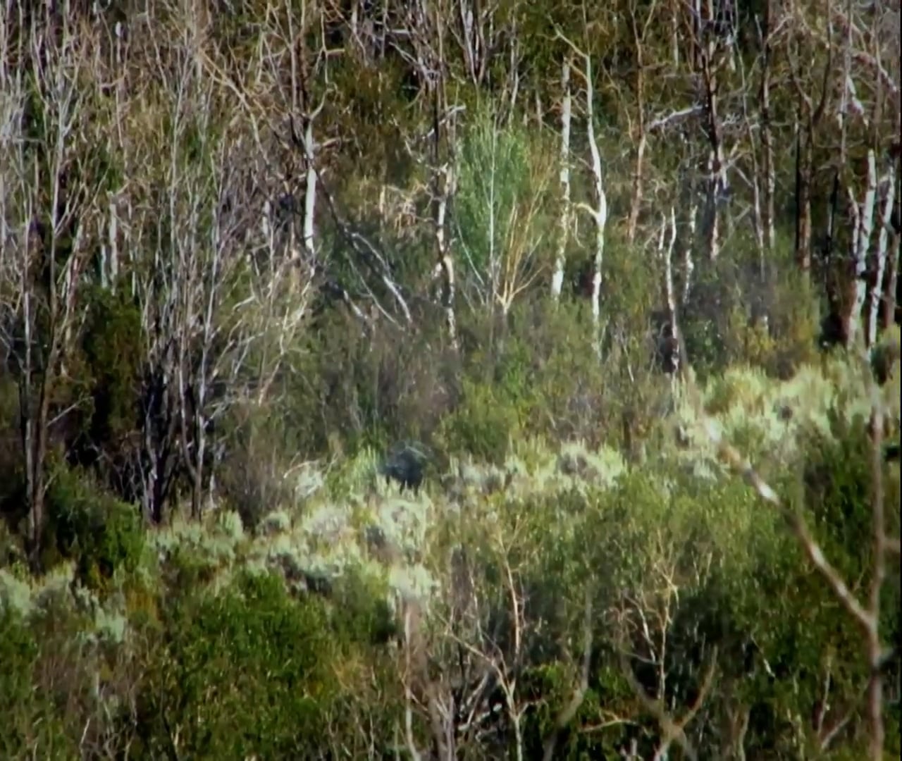 Changes in Altitude • Elk in the Rockies