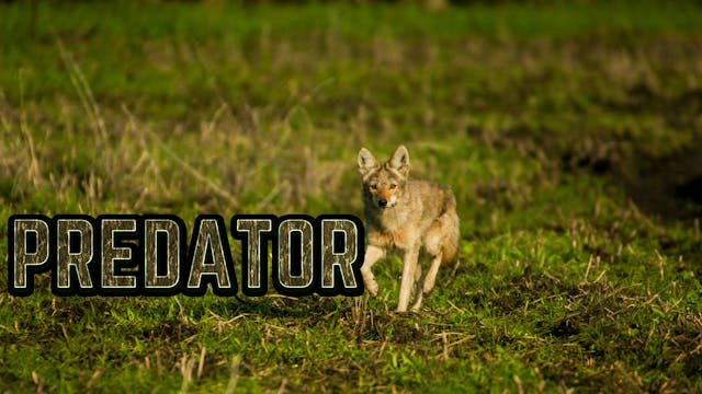 Predator