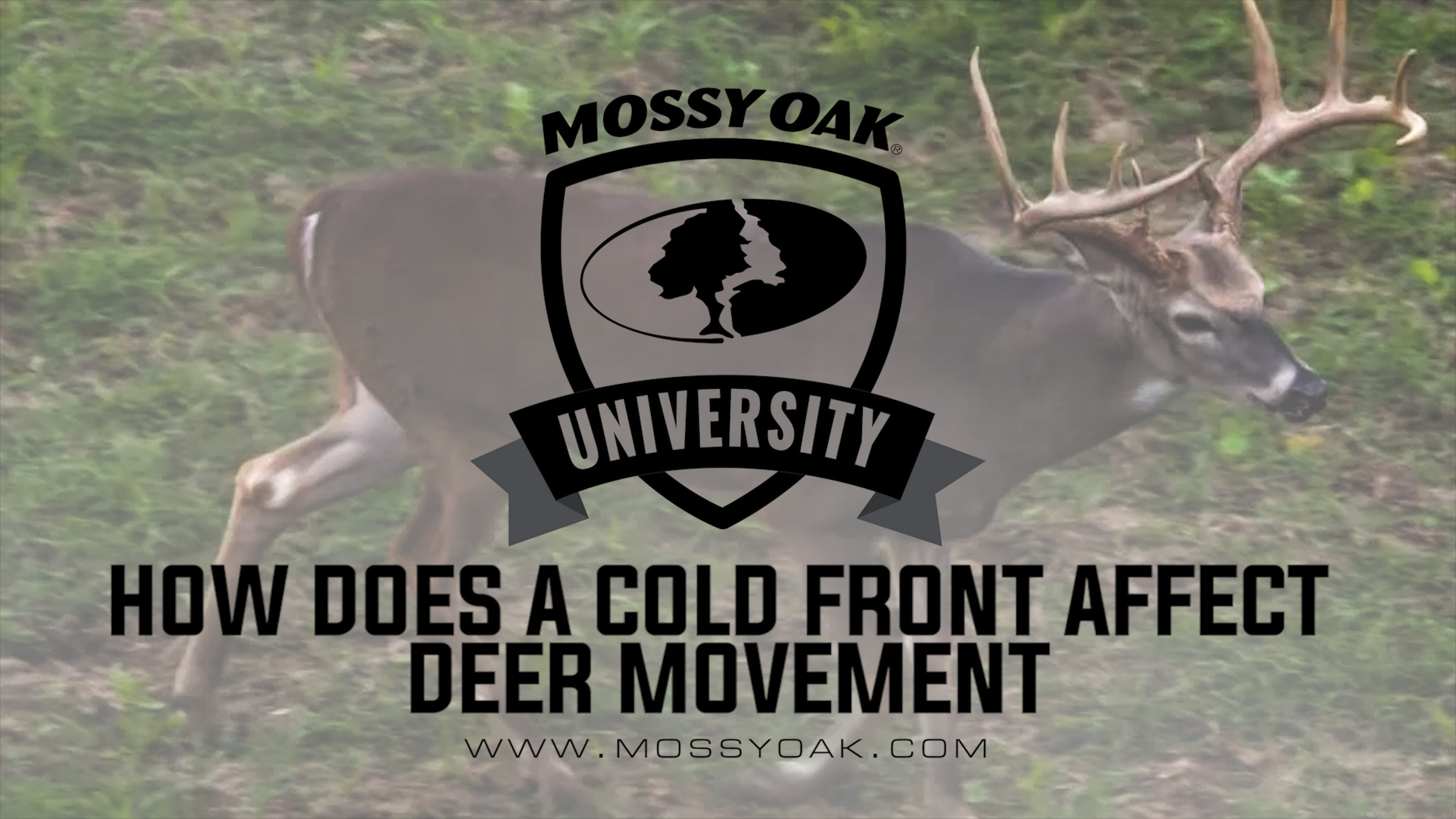 How Does a Weather Front or Cold Front Affect Deer Movement