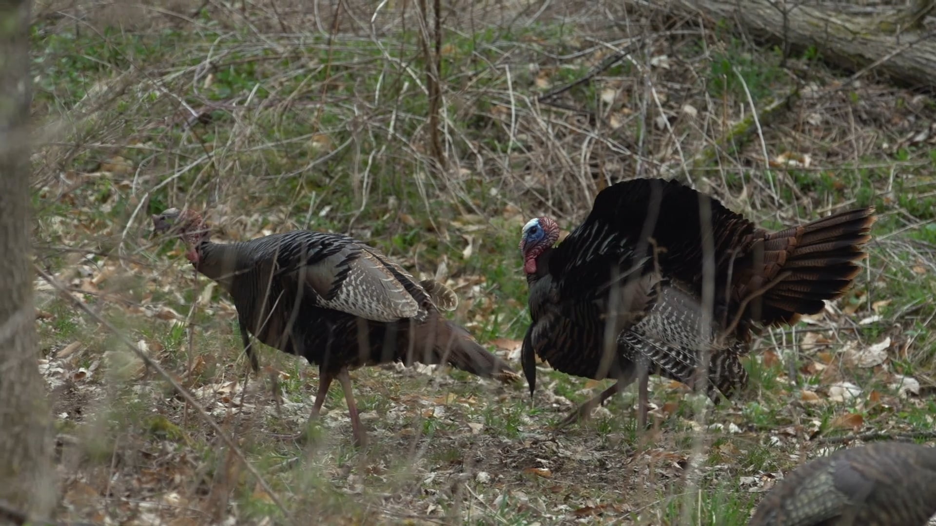 Jake City • Avian X