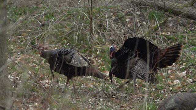 Jake City • Avian X