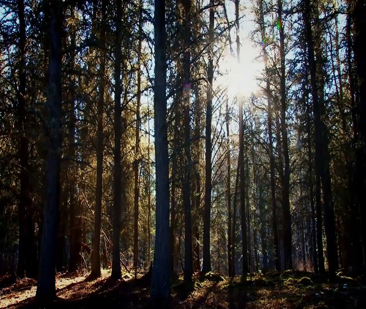 When it Happens, it Happens • Whitetails in Canada