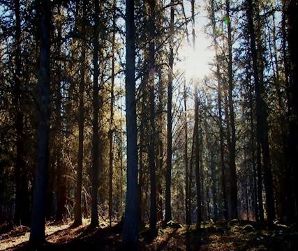 When it Happens, it Happens • Whiteta...