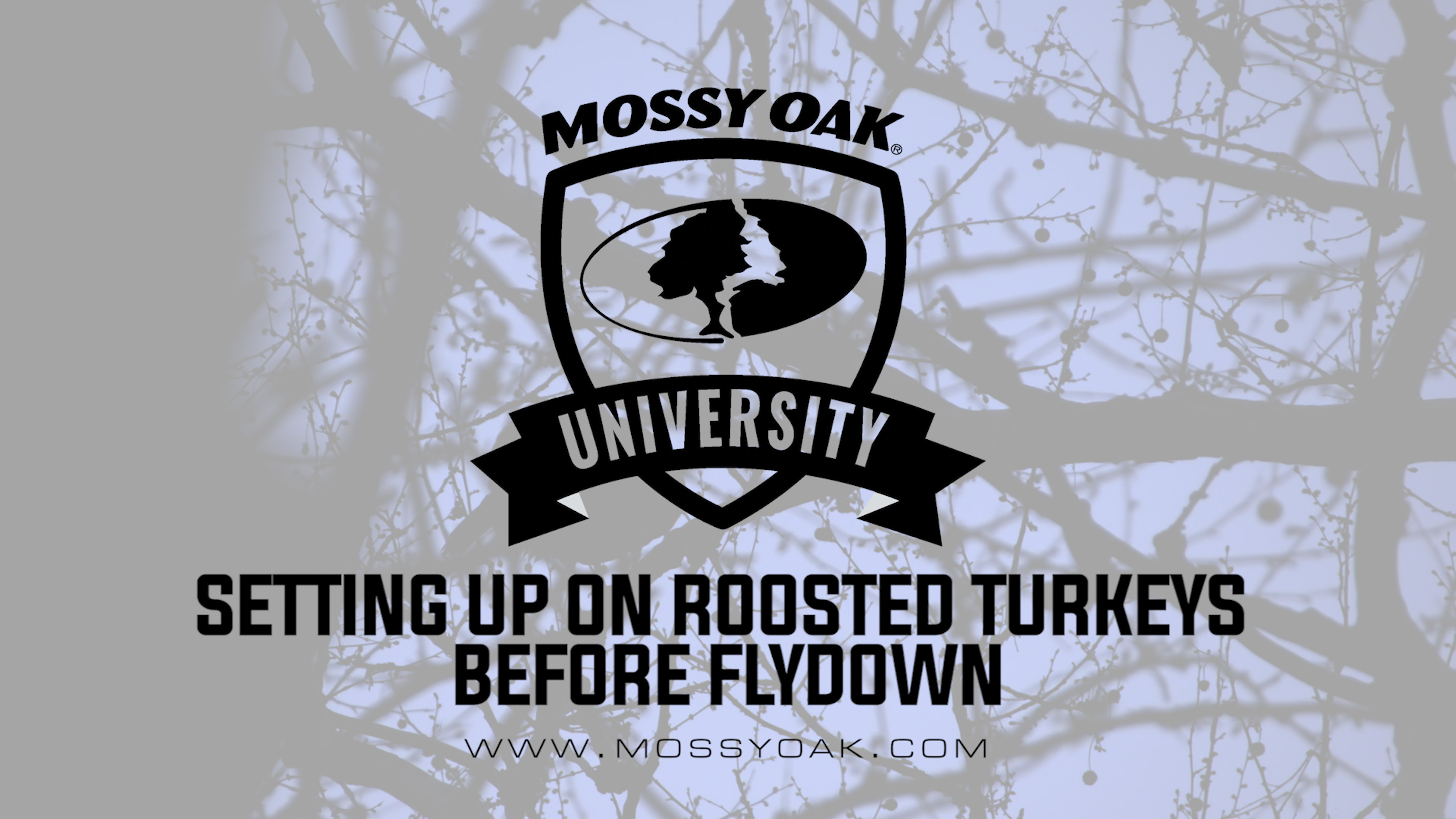 Setting Up on a Roost Before Flydown | Turkey Hunting