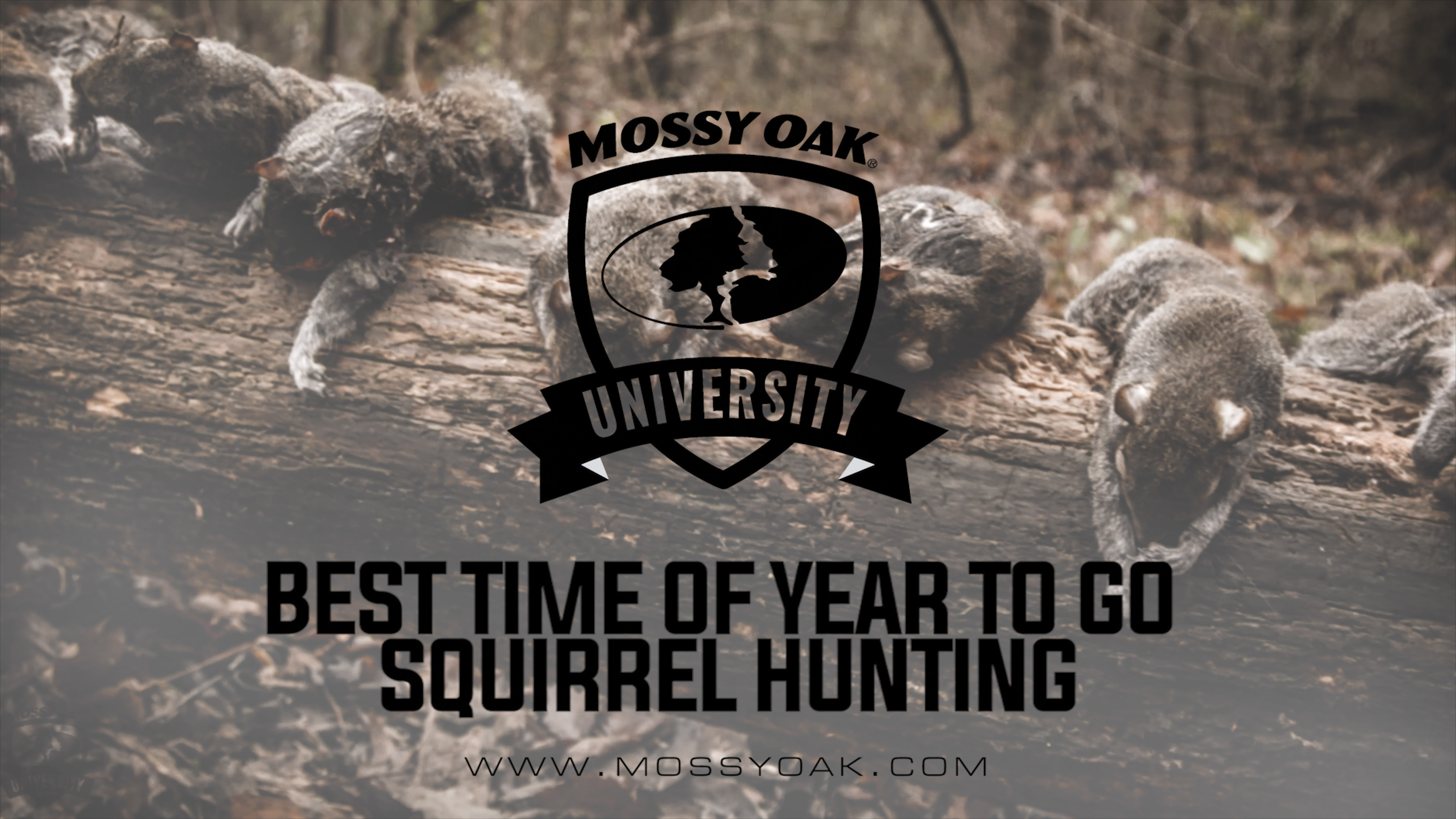 Best Time Of Year To Go Squirrel Hunting