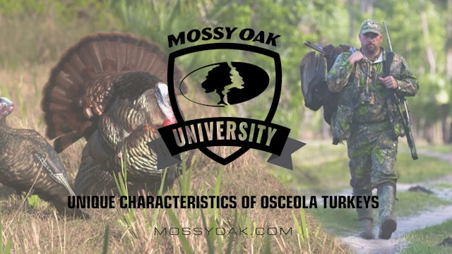 Unique Characteristics of Osceola Turkeys