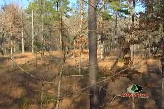 Along Came Jones • Bow Hunting Whitetails with Steve Jones