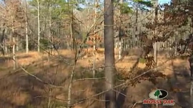 Along Came Jones • Bow Hunting Whitetails with Steve Jones