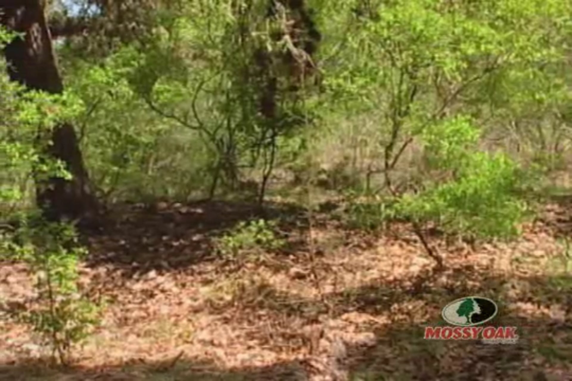 Moon of Tender Grass • A Native American Guide to Turkeys