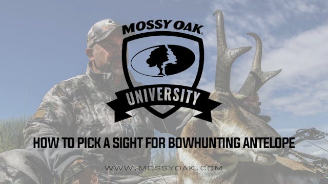 How To Pick a Sight For Bowhunting An...