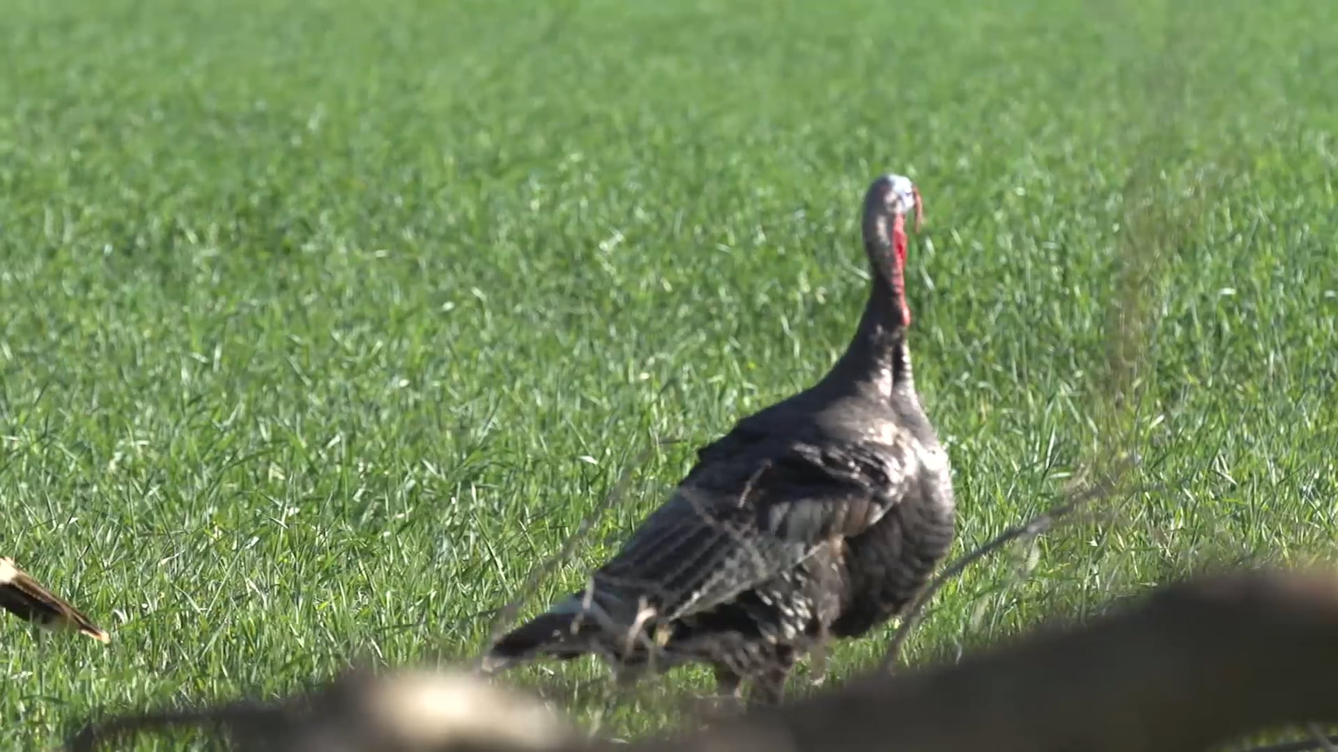 Rolling Plain Rios • Avian X