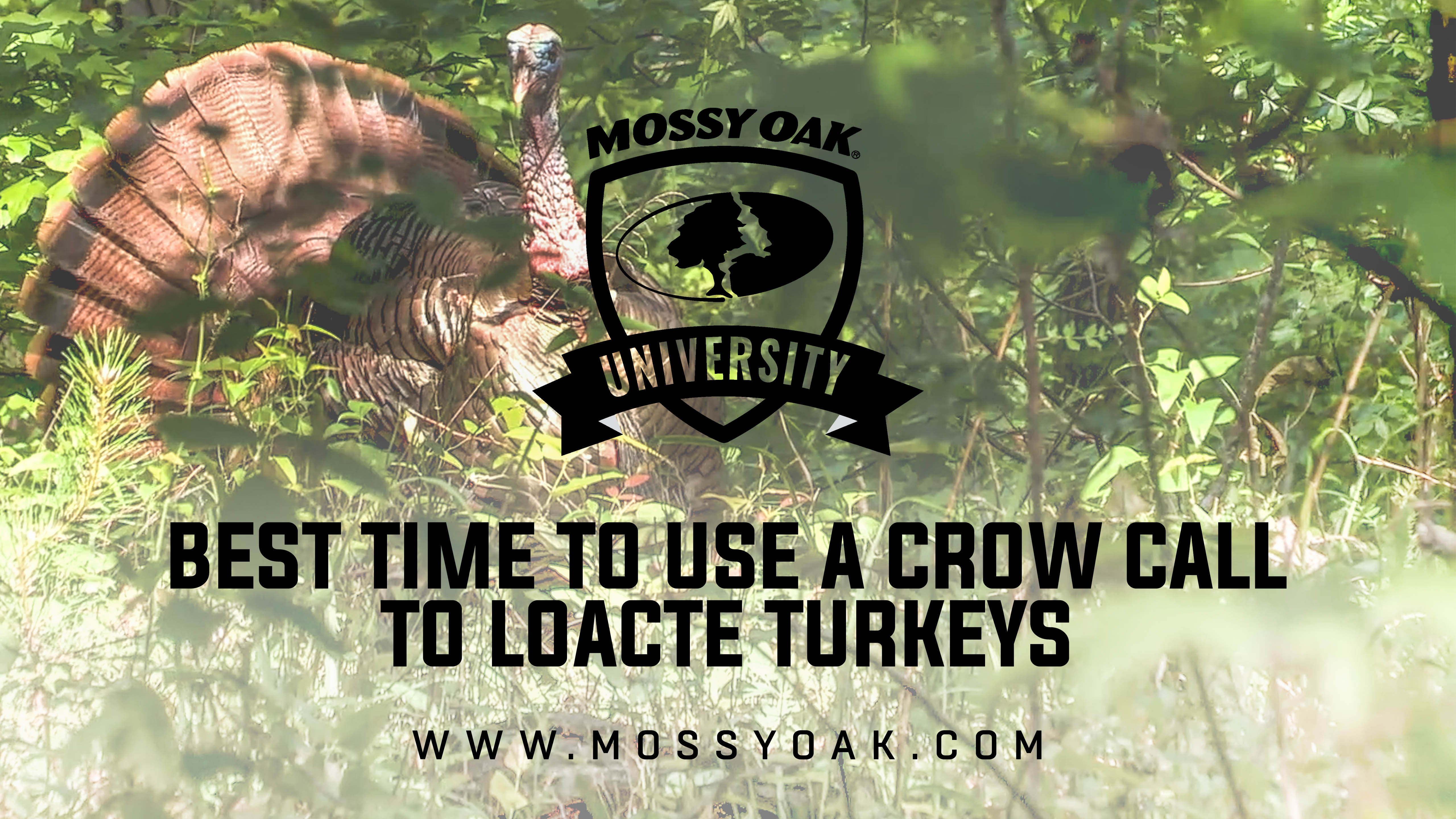 Best Time To Make a Turkey Gobble with a Crow Call